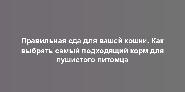 Правильная еда для вашей кошки. Как выбрать самый подходящий корм для пушистого питомца