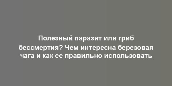 Полезный паразит или гриб бессмертия? Чем интересна березовая чага и как ее правильно использовать